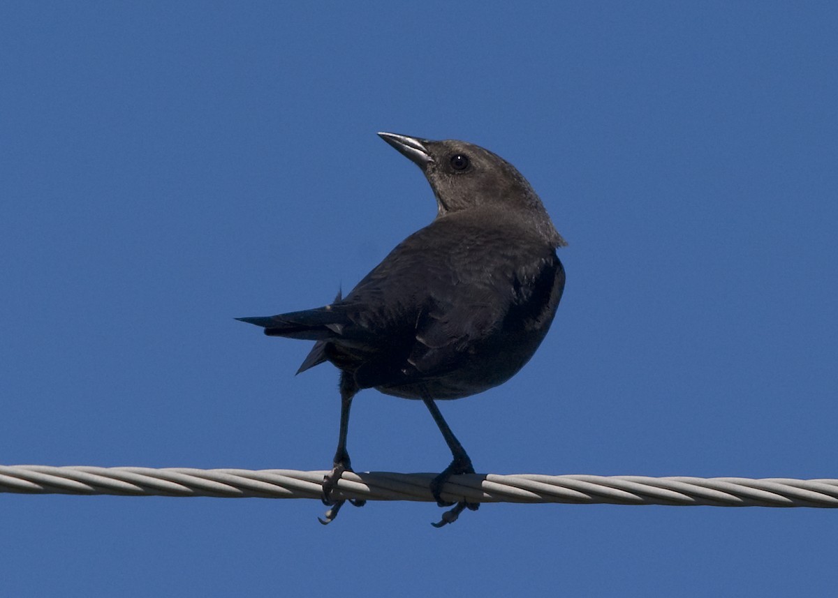 Brewer's Blackbird - ML641633869