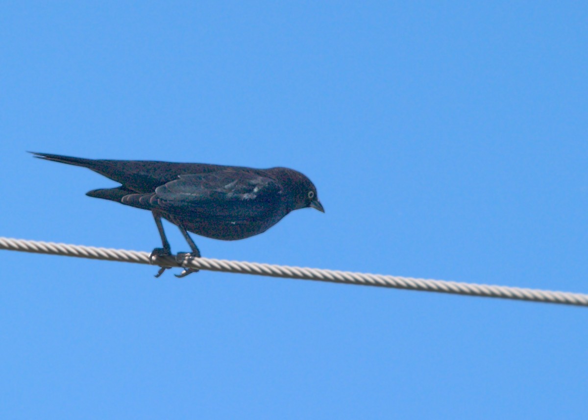 Brewer's Blackbird - ML641633870