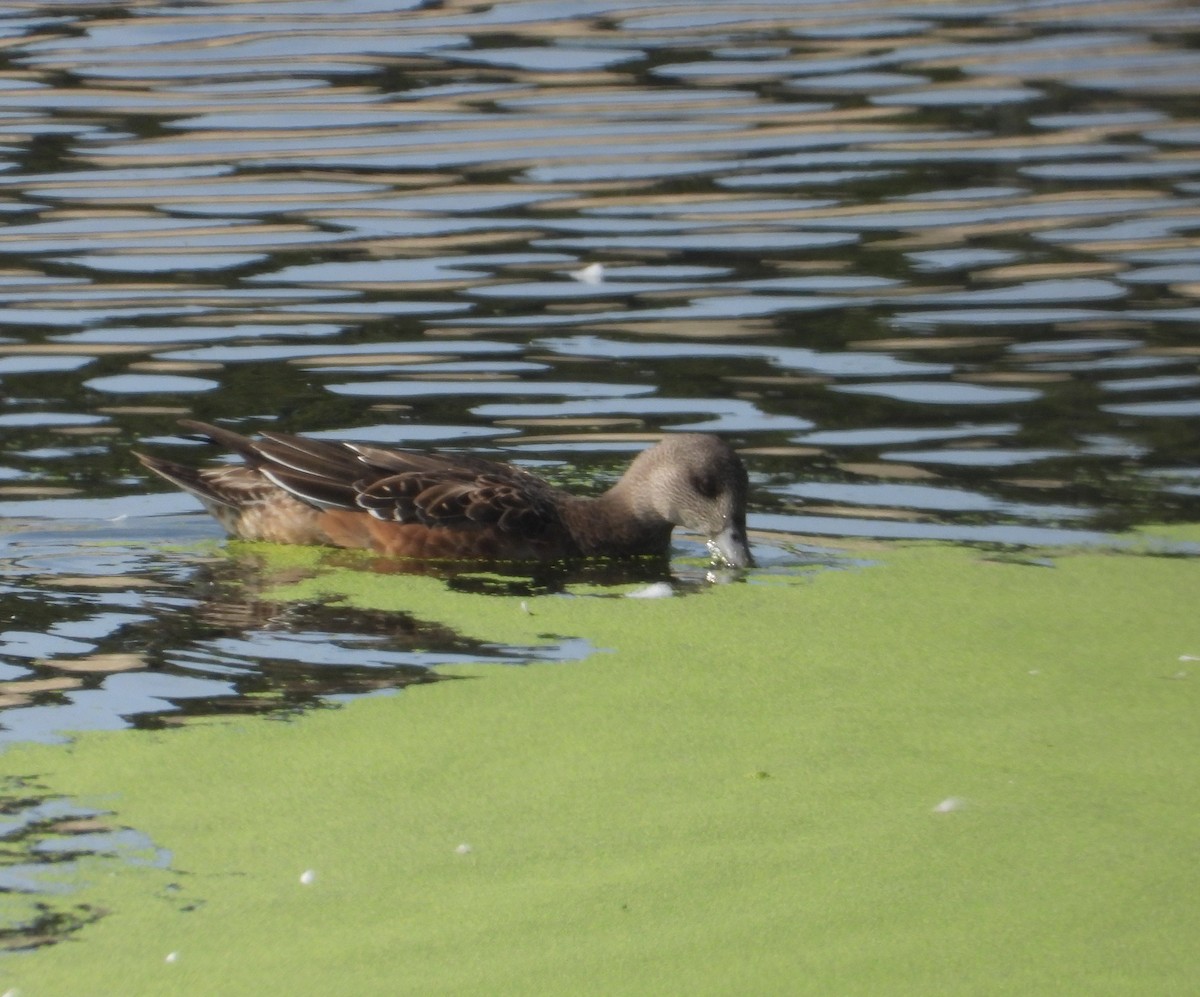 American Wigeon - ML641633872