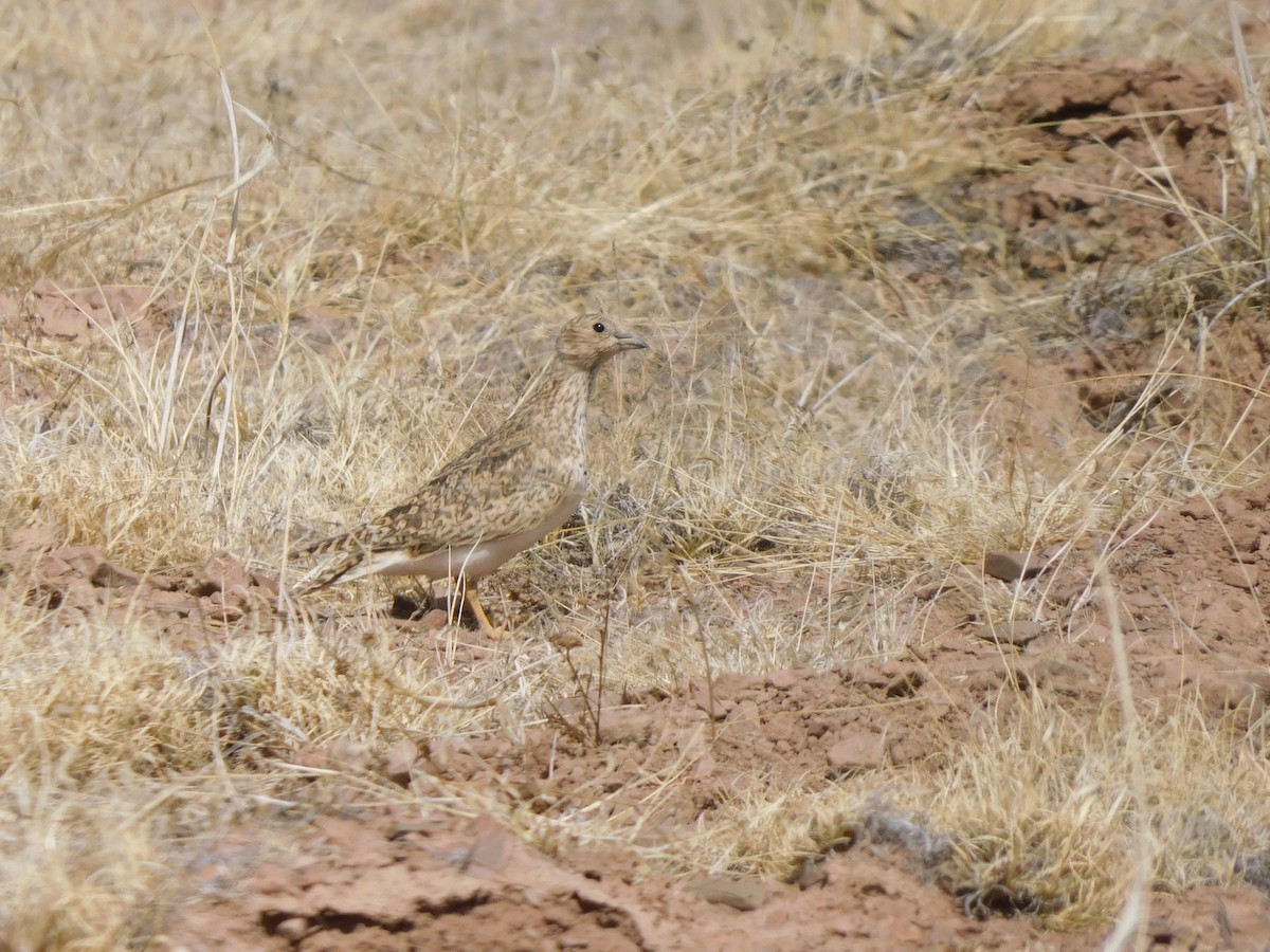 Least Seedsnipe - ML641633879