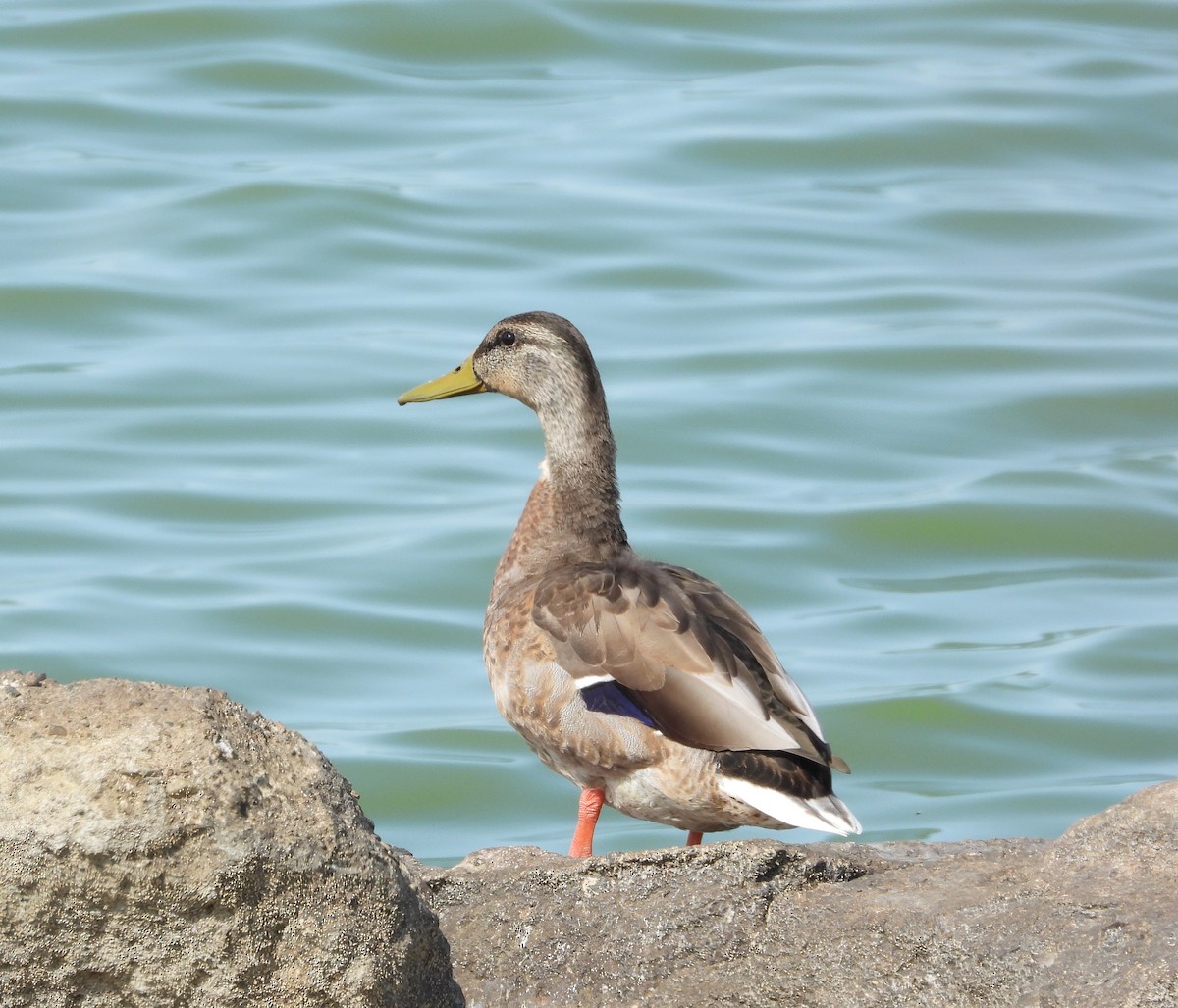 Зэрлэг нугас - ML641633886