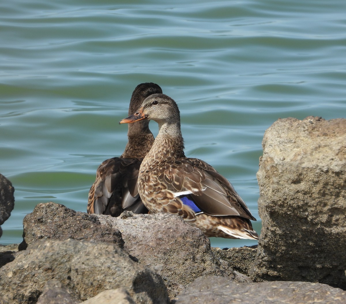 Зэрлэг нугас - ML641633888