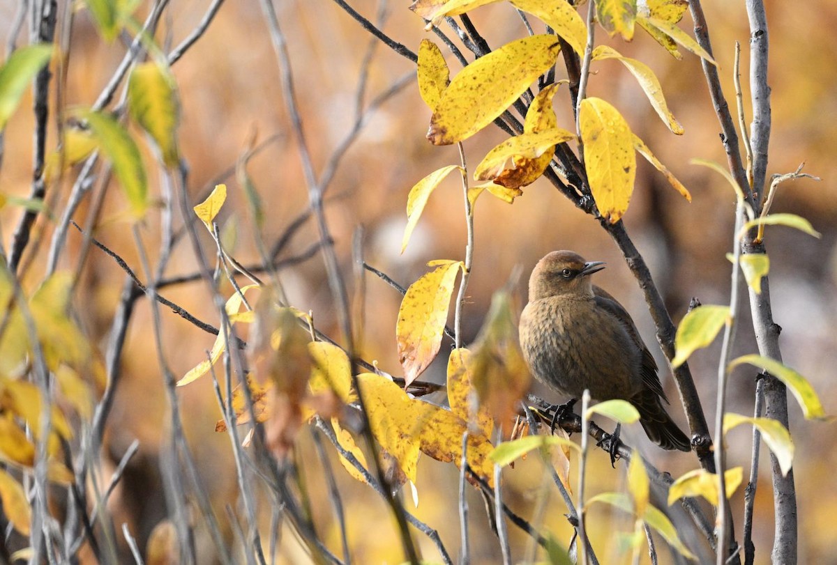 Rusty Blackbird - ML641633905