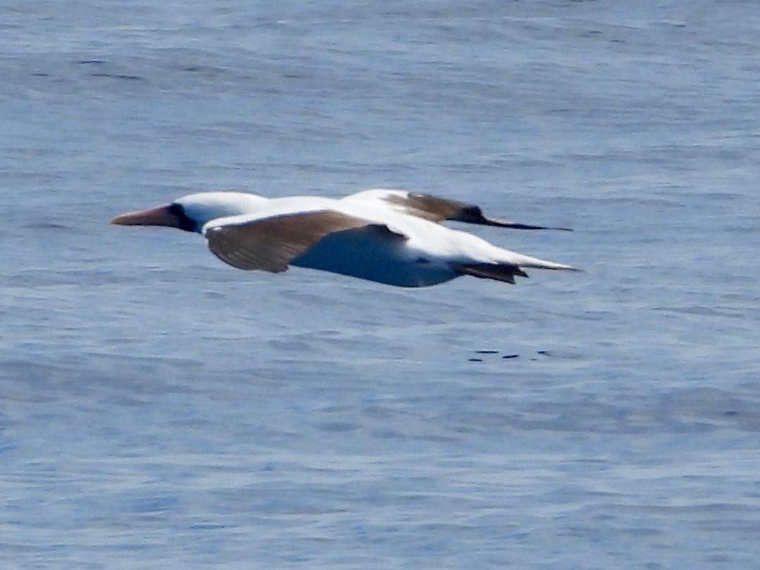 Nazca Booby - ML641633925