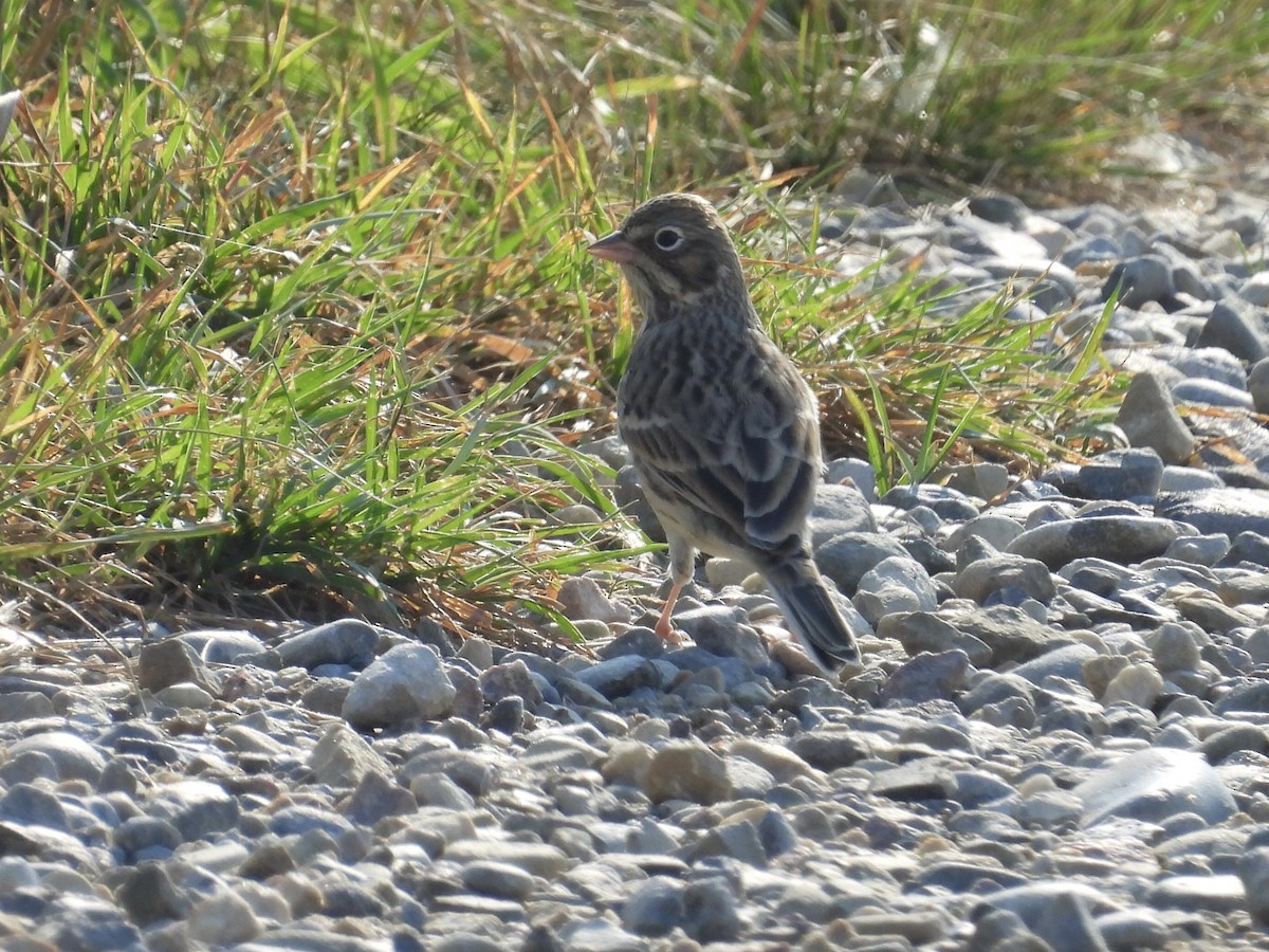 Vesper Sparrow - ML641633932