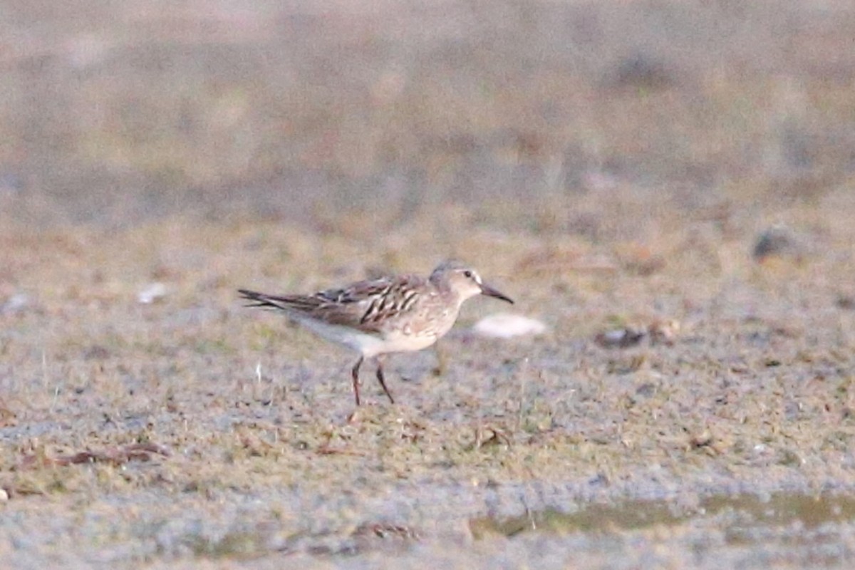 White-rumped Sandpiper - ML641633942