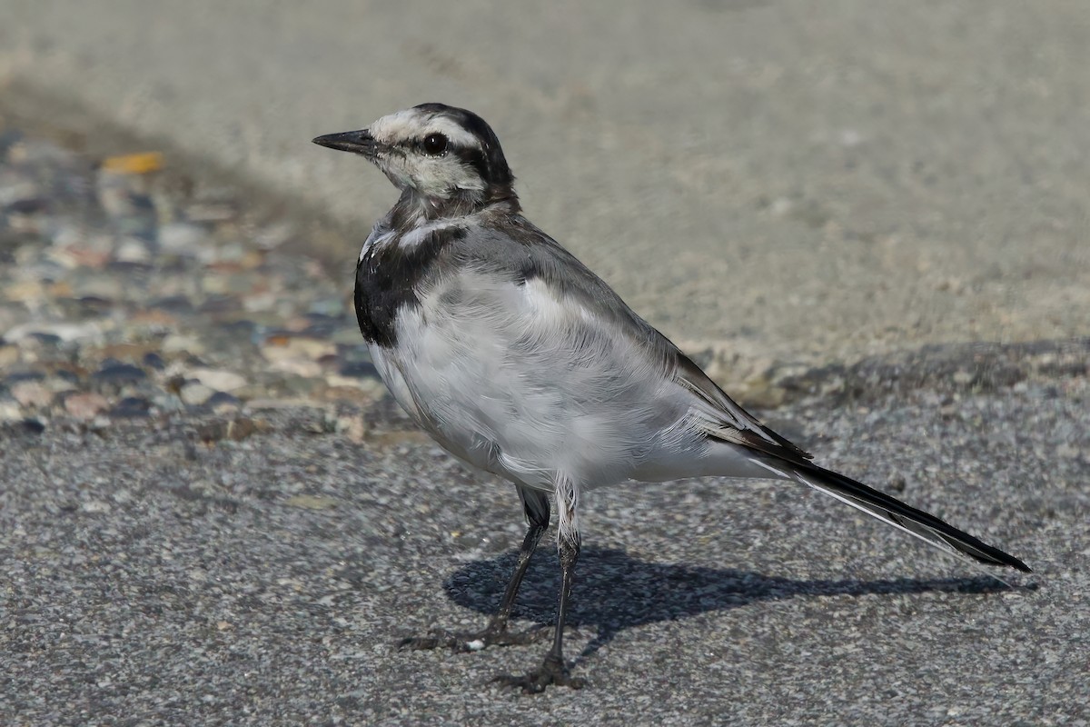 Lavandera Blanca - ML641634024