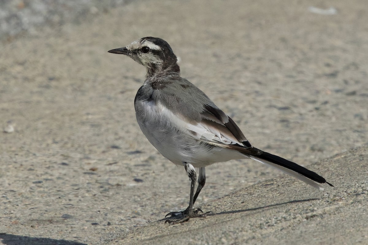 Lavandera Blanca - ML641634025