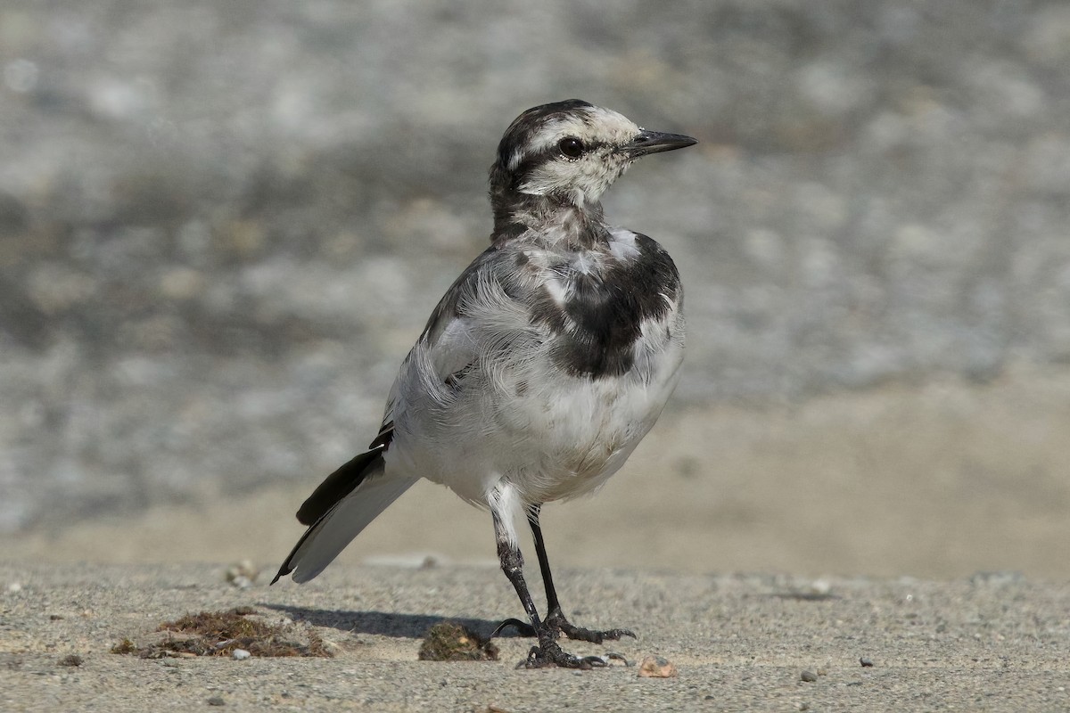 Lavandera Blanca - ML641634026