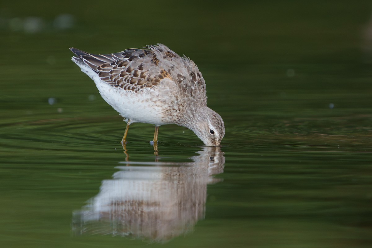 Stilt Sandpiper - ML641634071