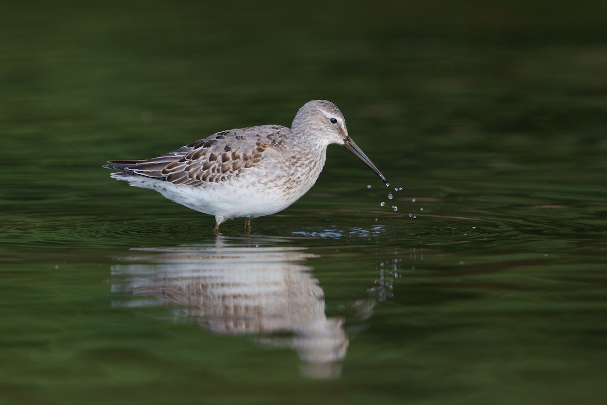 Stilt Sandpiper - ML641634075