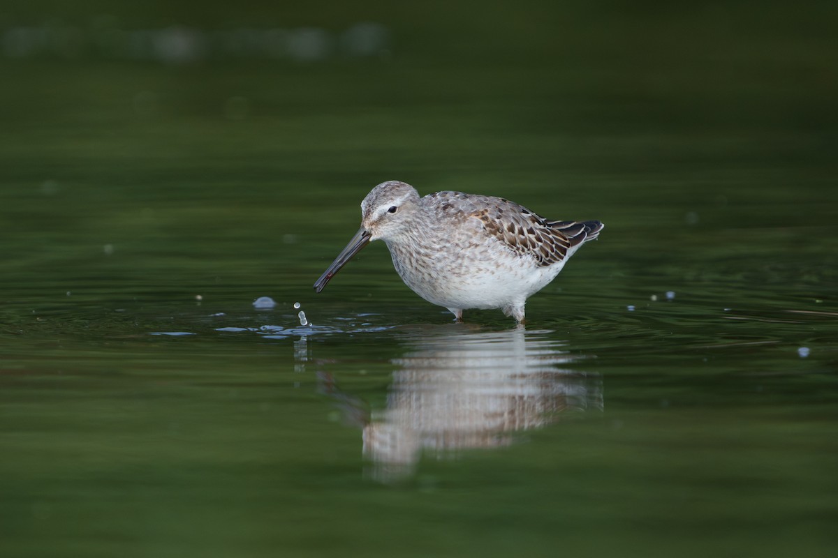 Stilt Sandpiper - ML641634076
