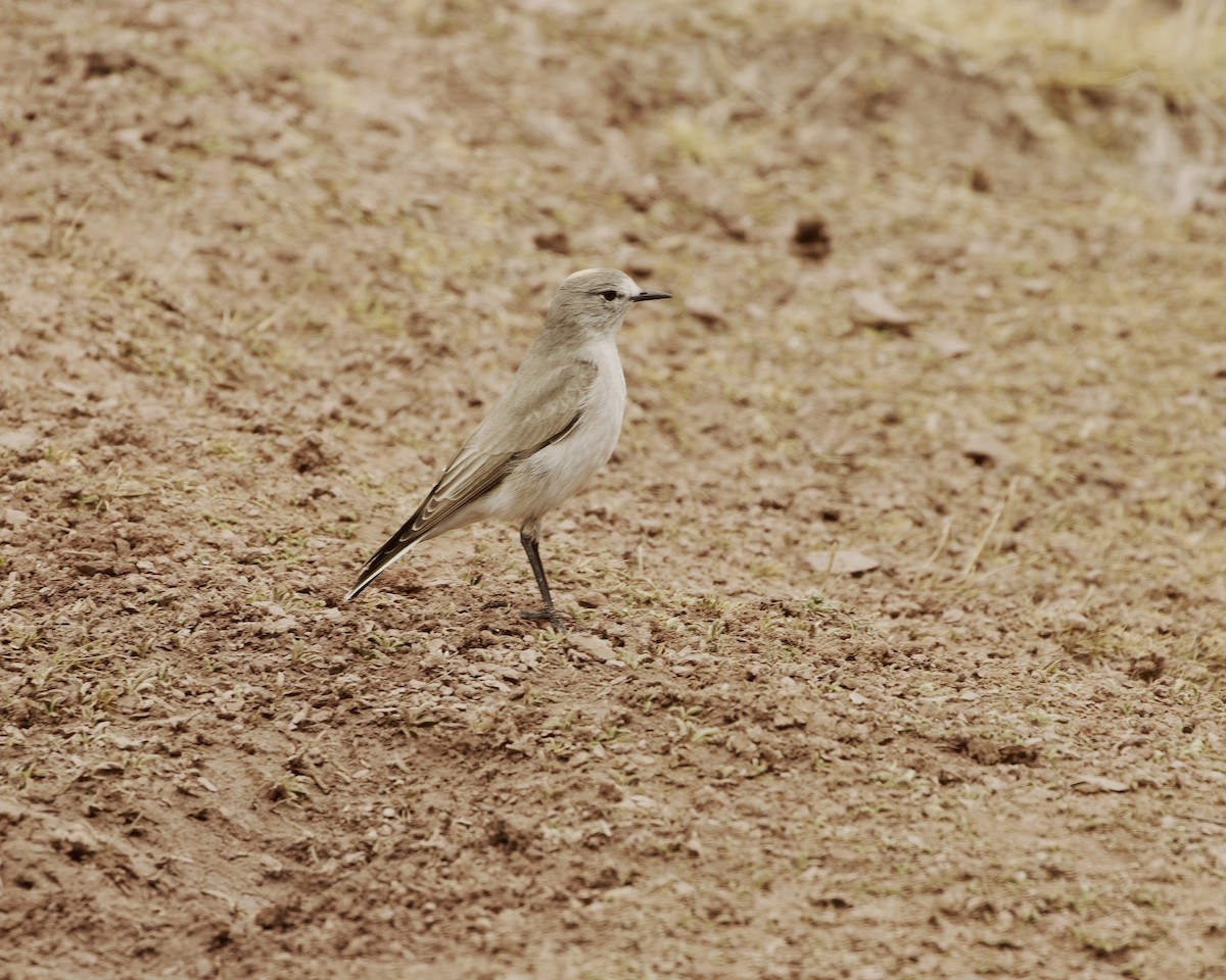 Ochre-naped Ground-Tyrant - ML641634145