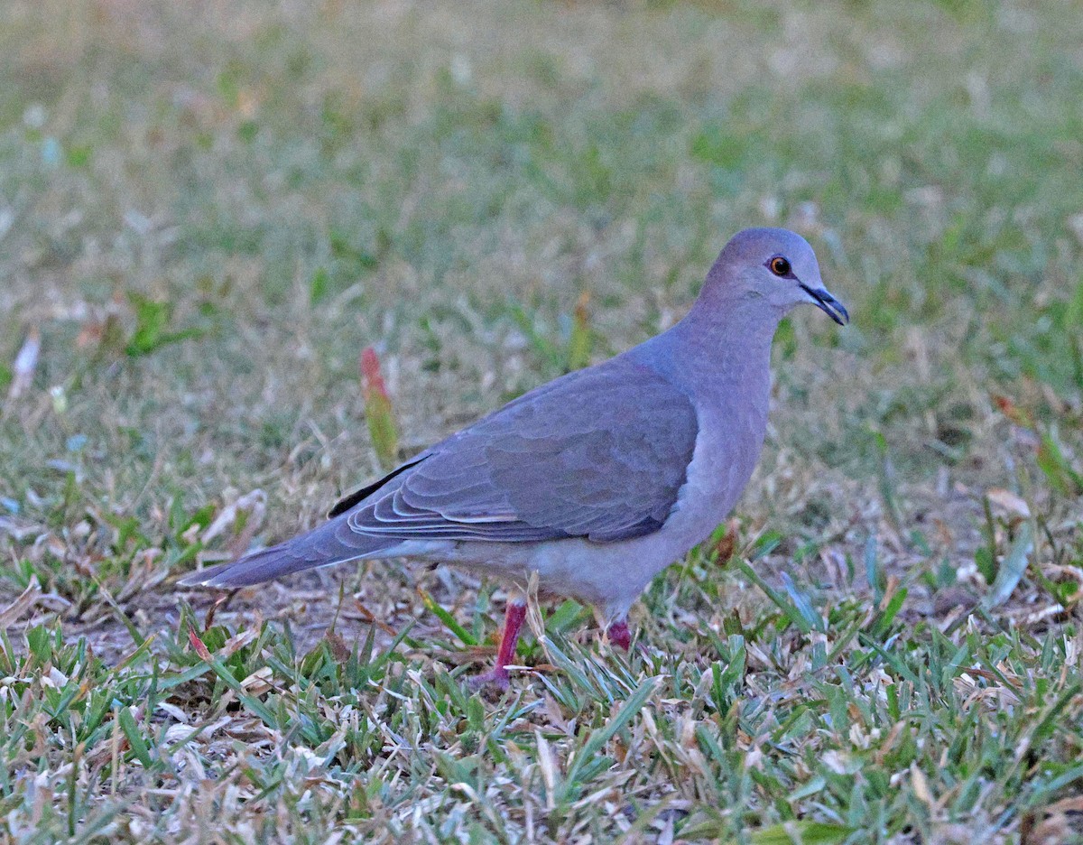 ハイビタイシャコバト - ML641634197