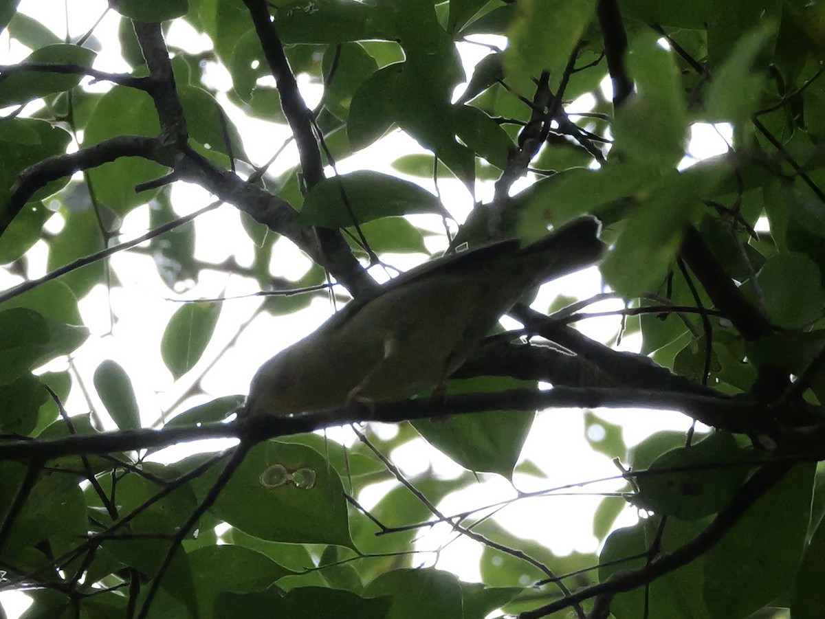 Worm-eating Warbler - ML641634274