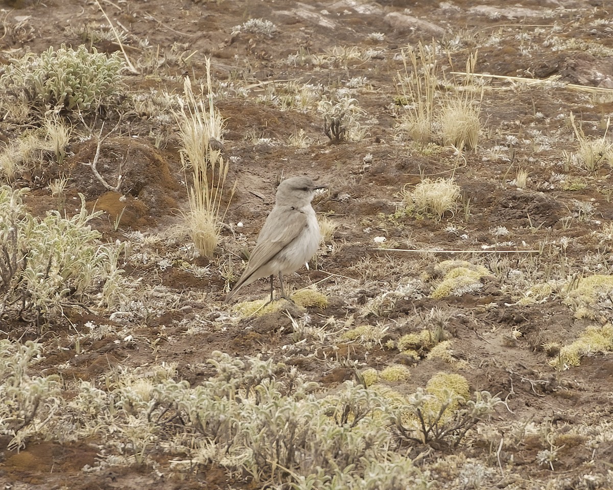 Cinereous Ground-Tyrant - ML641634313