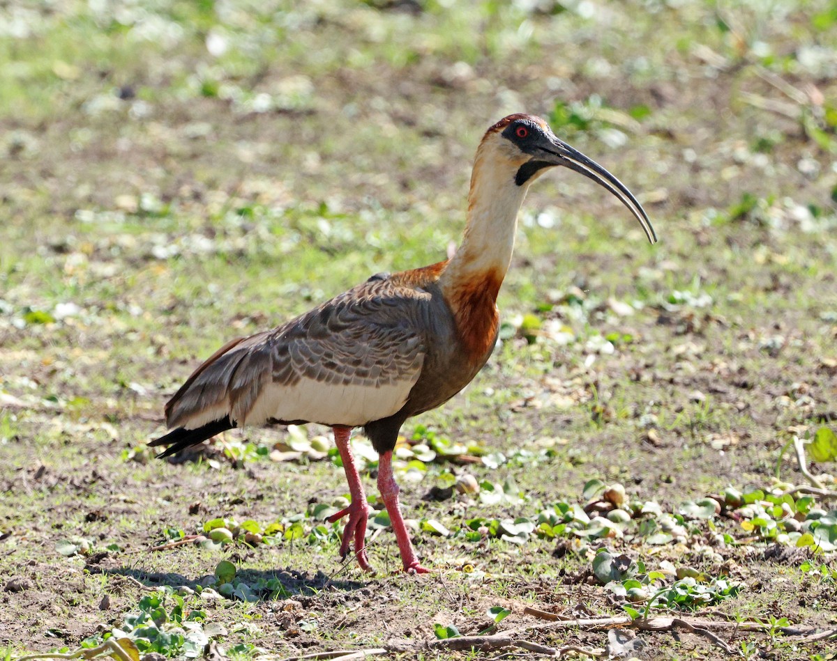 Buff-necked Ibis - ML641634353