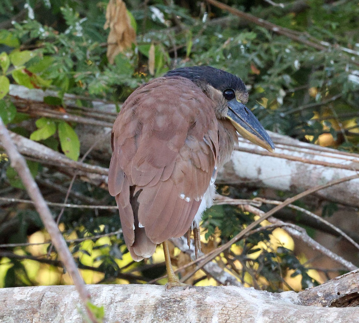 Boat-billed Heron - ML641634367