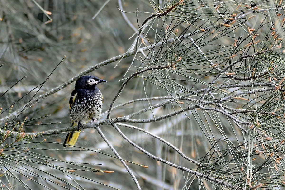 Regent Honeyeater - ML641634374