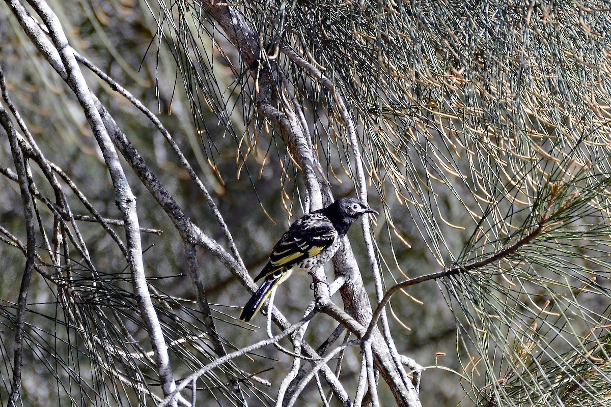 Regent Honeyeater - ML641634386