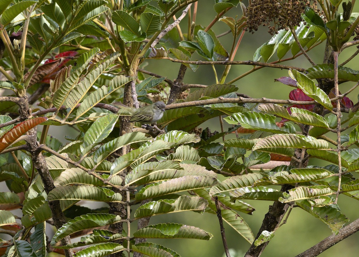 Mistletoe Tyrannulet - ML641634423