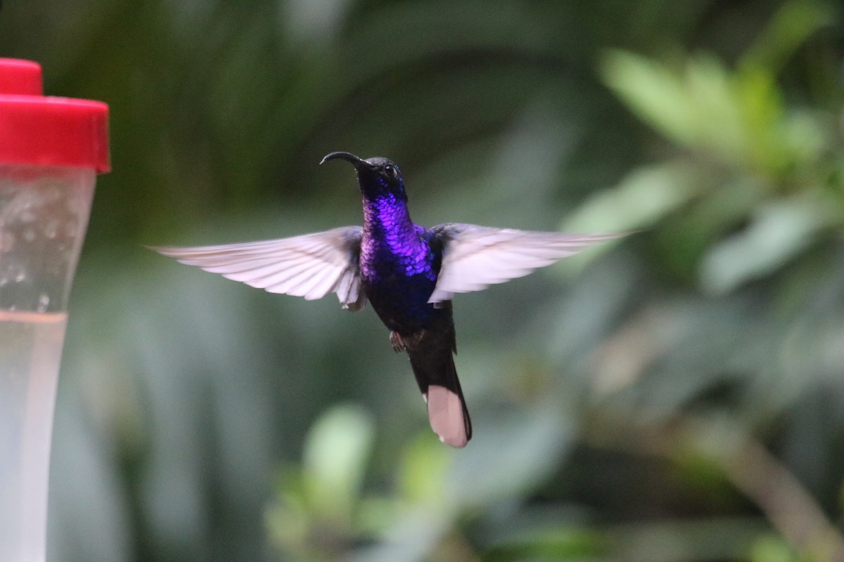 Violet Sabrewing - ML641634438