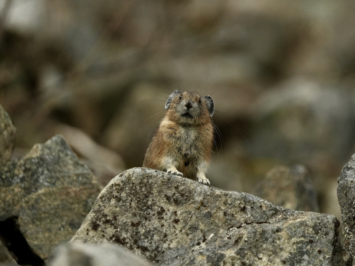 Pikas - ML641634469