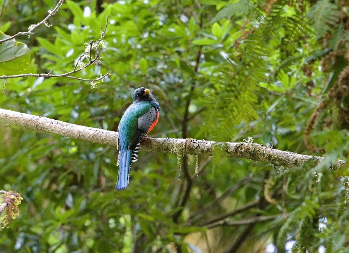 Trogon rosalba - ML641634519