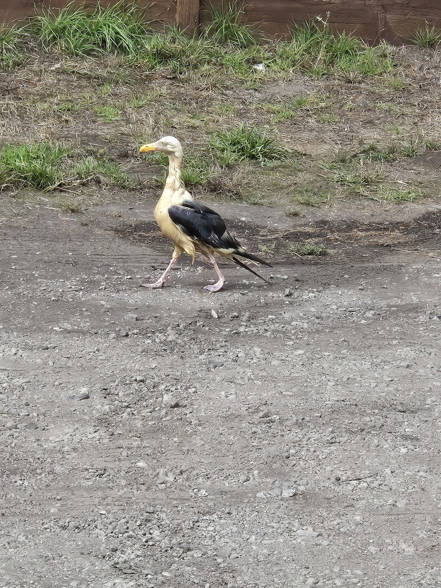 Western Gull - ML641634523