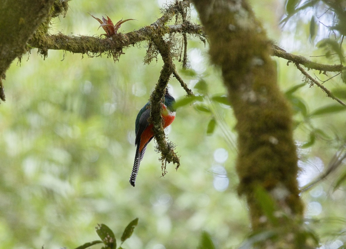 Trogon rosalba - ML641634524