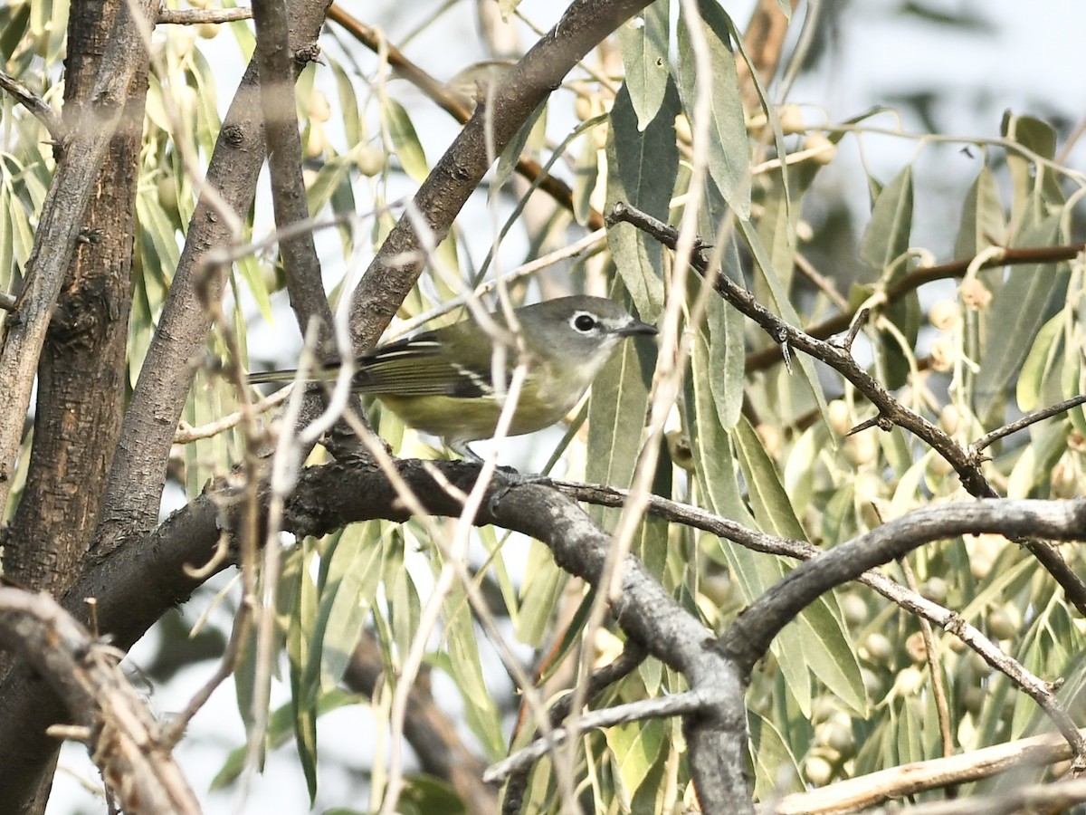 vireo sp. - ML641634552