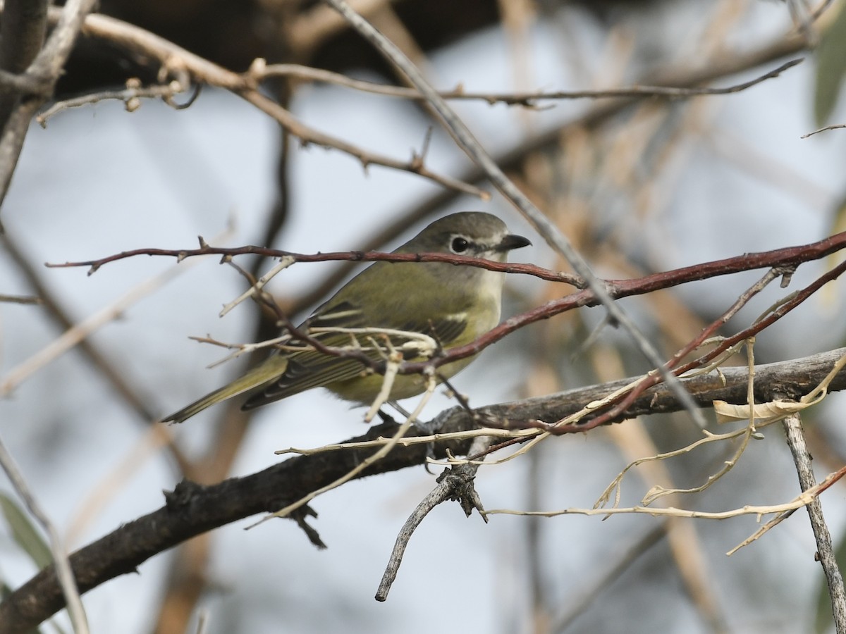 vireo sp. - ML641634553