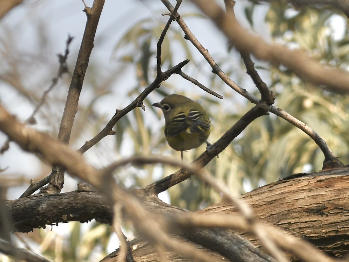 vireo sp. - ML641634601