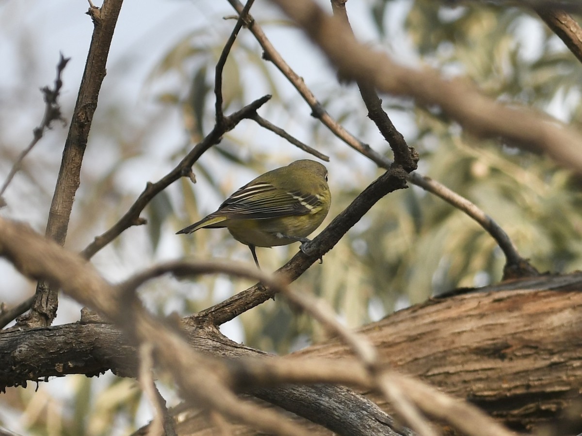 vireo sp. - ML641634602