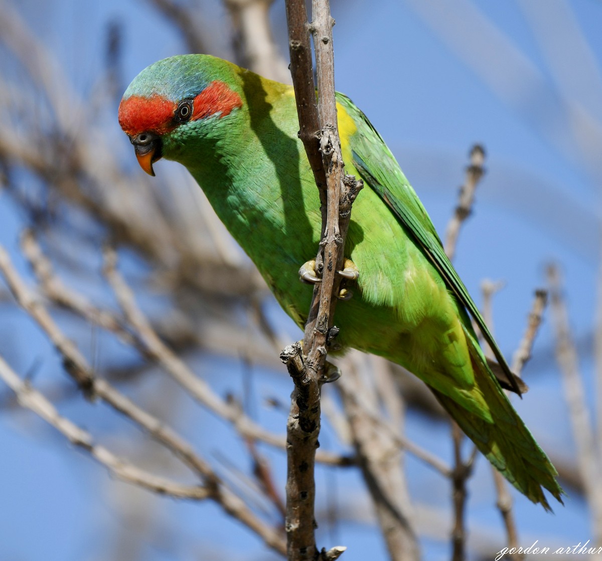 Musk Lorikeet - ML641634633