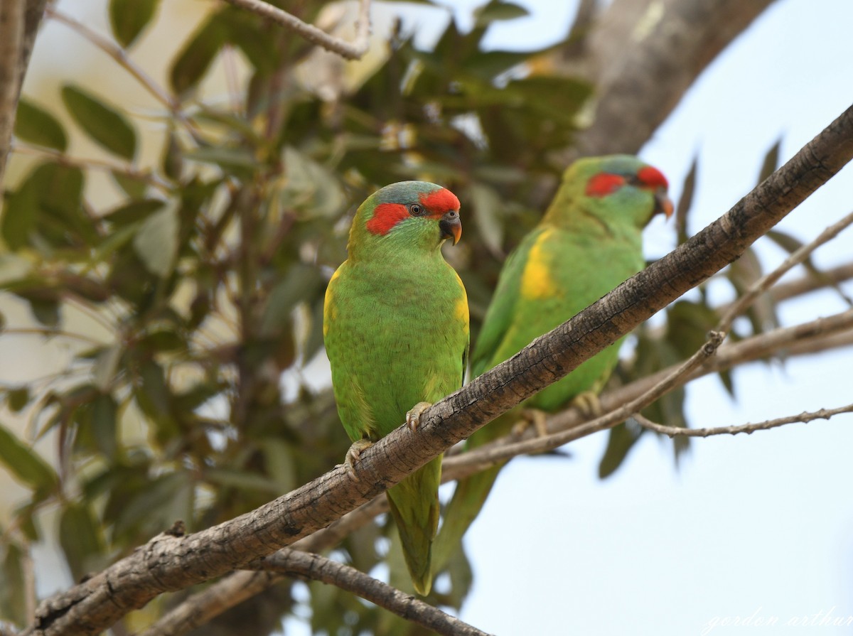 Musk Lorikeet - ML641634637