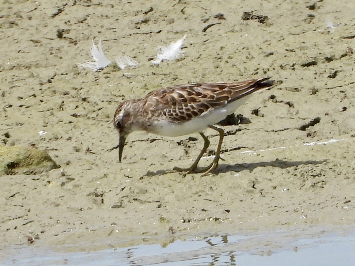 Least Sandpiper - ML641634693