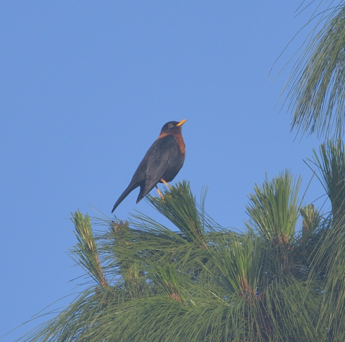 Rufous-collared Robin - ML641634701