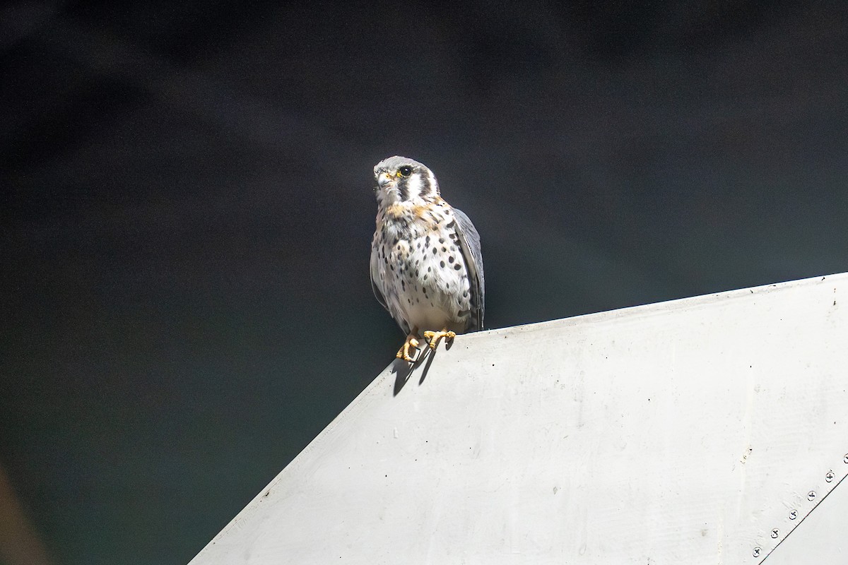 American Kestrel - ML641634719