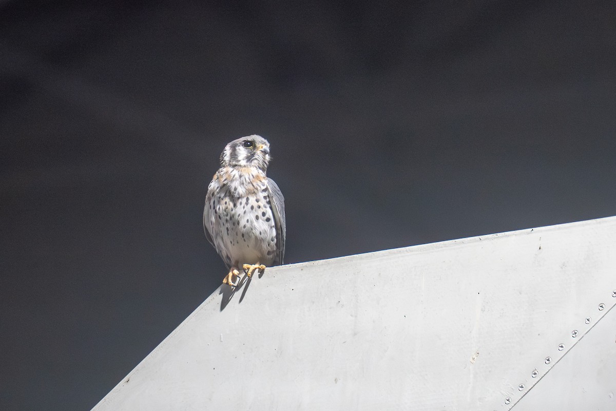 American Kestrel - ML641634720