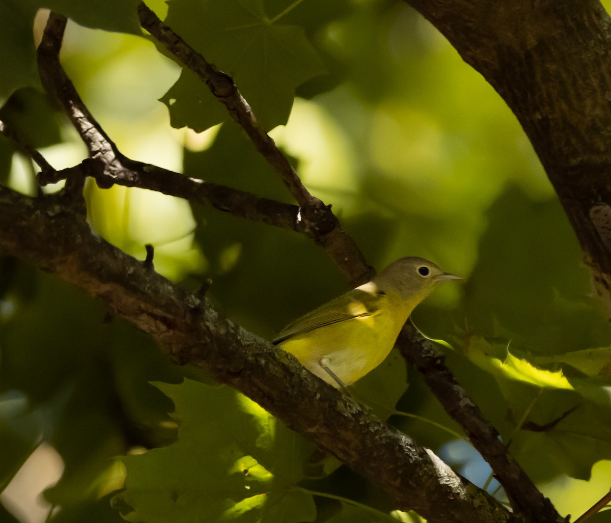 Красношапочная древесница - ML641634746