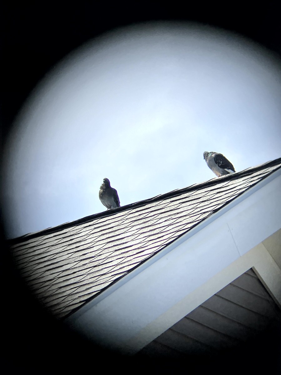 Rock Pigeon (Feral Pigeon) - ML641634761