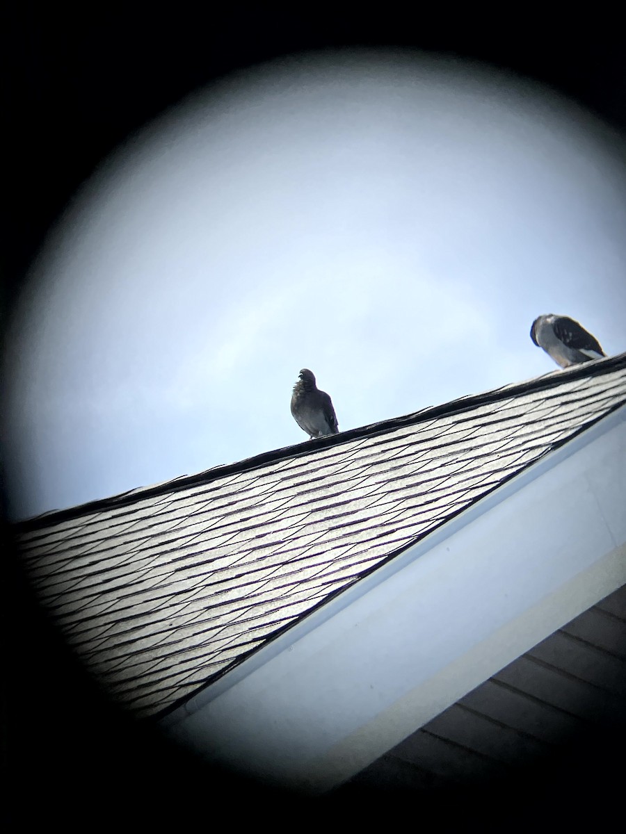 Rock Pigeon (Feral Pigeon) - ML641634762