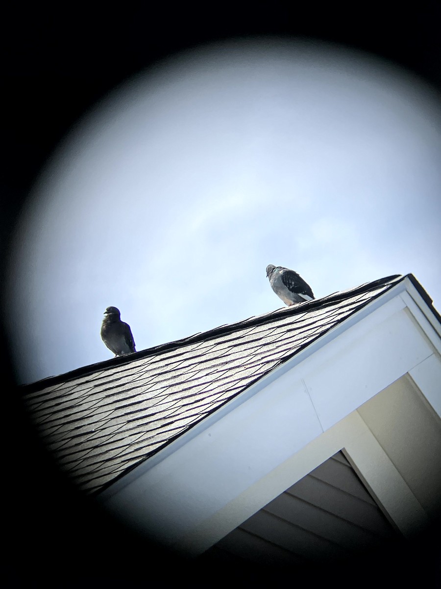 Rock Pigeon (Feral Pigeon) - ML641634763