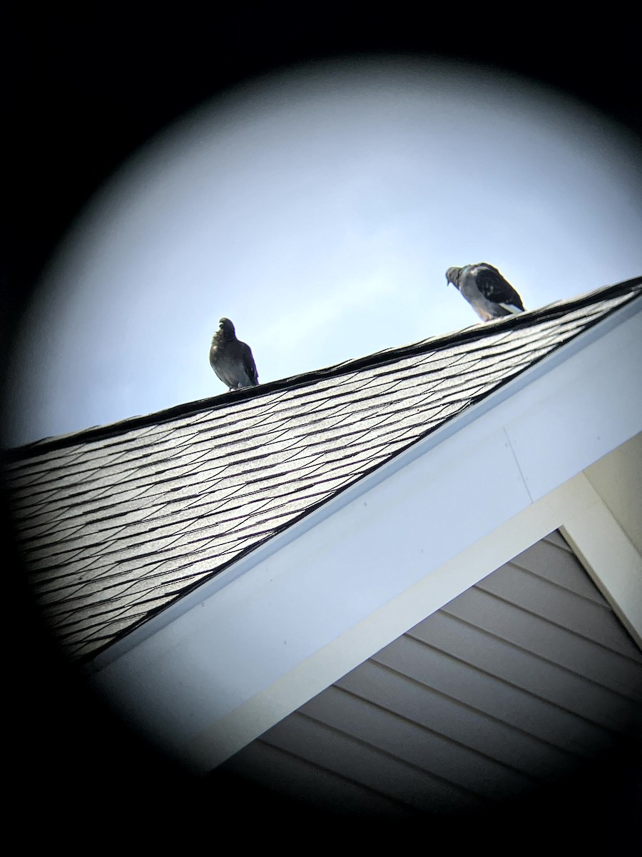 Rock Pigeon (Feral Pigeon) - ML641634764