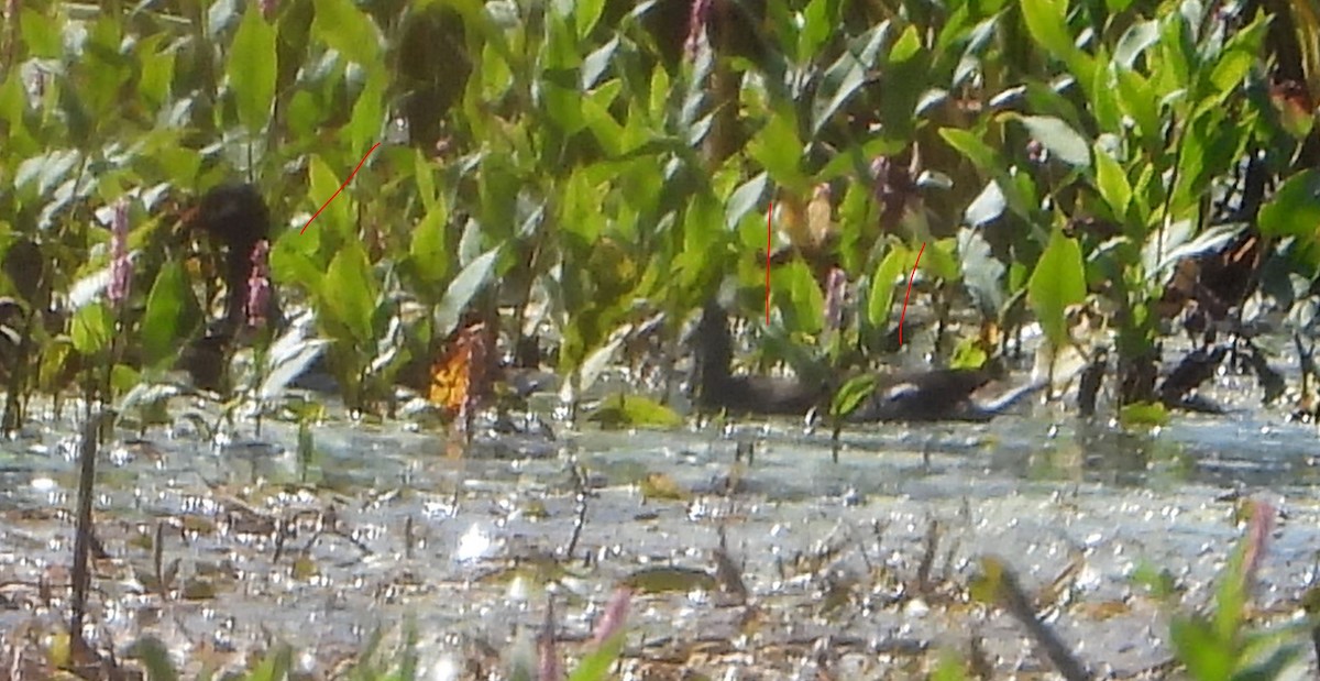 Common Gallinule - ML641634768