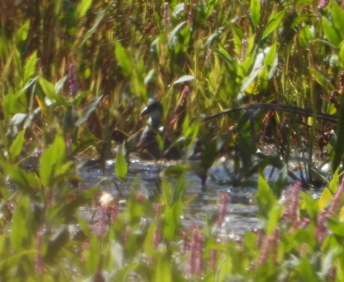 Common Gallinule - ML641634769