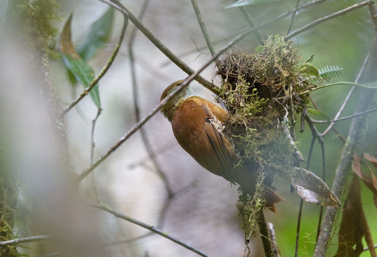 Ruddy Treerunner - ML641634775
