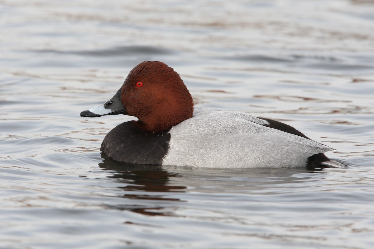 Common Pochard - ML64163481