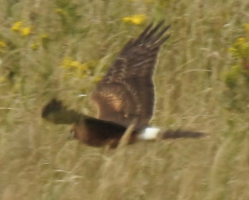Northern Harrier - ML641634834